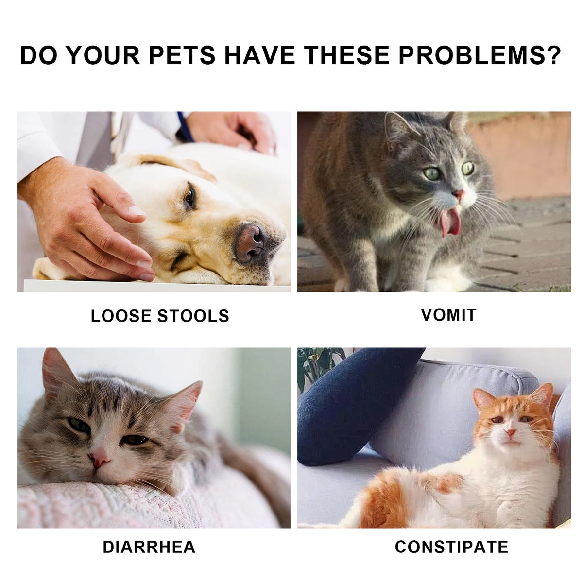 Pet Immune Oral Drops, Special Nutritional And Immune Health Drops For Cats And Dogs