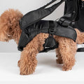 Safe Comfy Hands-Free Dog Carrier