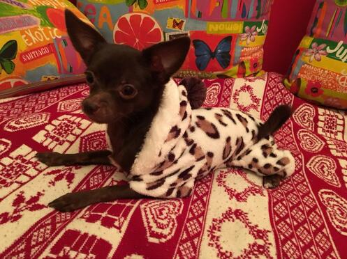 Fashion soft comfortable Dog clothes costume Yorkshire Chihuahua dog clothing small puppy dog coat pet clothes